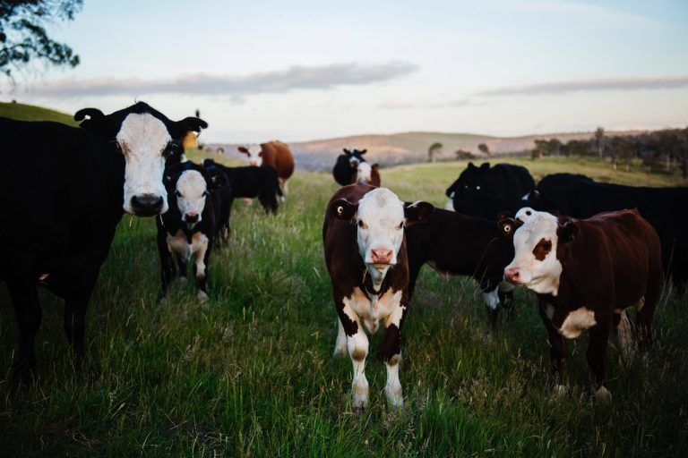 Paśnik dla bydła – dlaczego warto w niego inwestować?