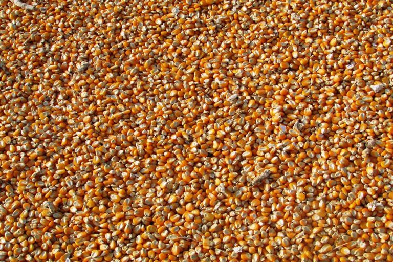 Skupu kukurydzy mokrej a korzyści dla rolników