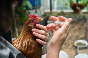 Zdrowe dodatki dla kur i drobiu w ofercie sklepu